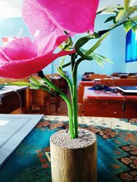 Close-up of potted plant