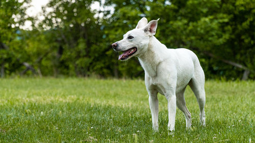 Dog standing on field and look in camera