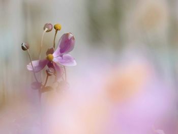 Close-up of pink flowering plant