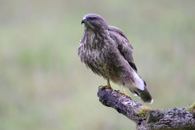 A juvenile common buzzard up close