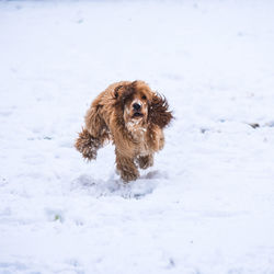 Dog in snow