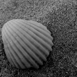 Close-up of seashells