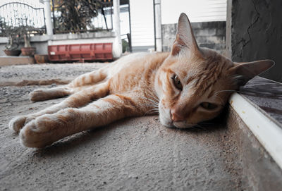 Close-up of ginger cat sleeping on footpath