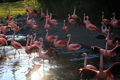 Group of birds in lake