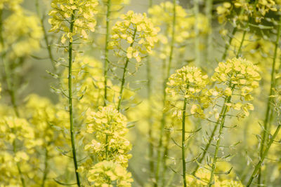 Close-up of yellow flowering plant on field