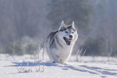 Cat on field during winter