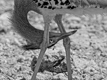 Close-up of kori bustard bird looking backwards through his legs