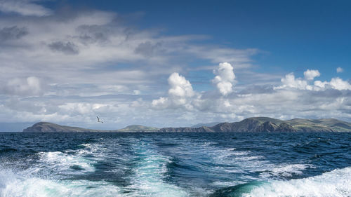 Gannet seabird tailing motorboat with beautiful irish coastline, kerry cliffs, ireland