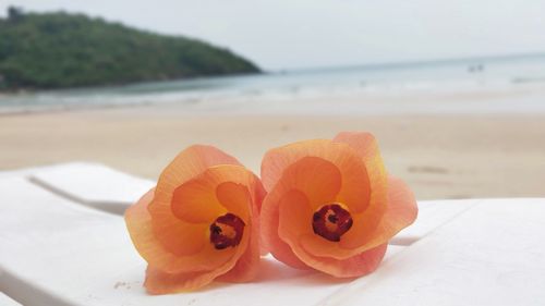 Close-up of orange flower on beach