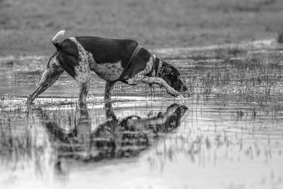 Side view of a bird drinking water