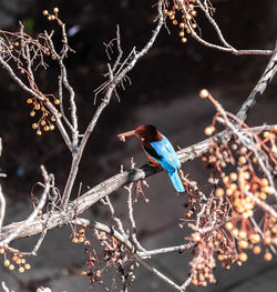 Close-up of birds perching on tree during winter