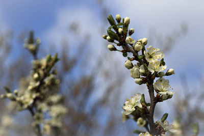 Close-up of white flowering plant