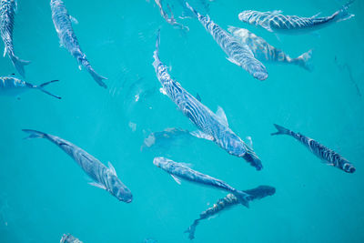 Fishes swimming in sea