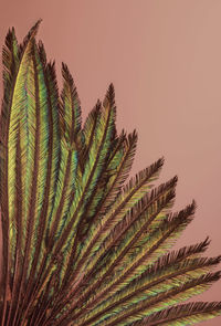 Low angle view of palm tree against sky