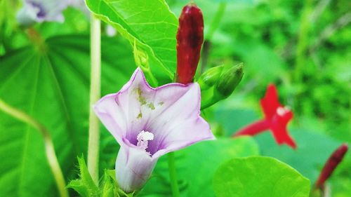 Close-up of purple flowering plant