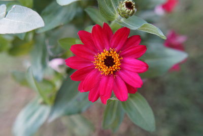 Close-up of red flower