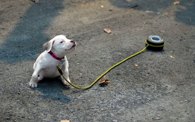 High angle view of dog looking away