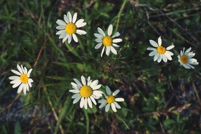 Close-up of white daisies blooming in park