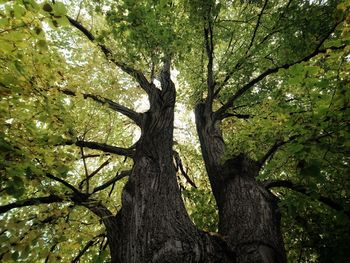 Low angle view of tree against sky