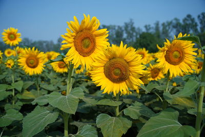 Close-up of yellow flowering plants against sky