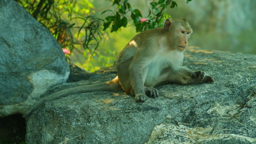 Monkey sitting on rock