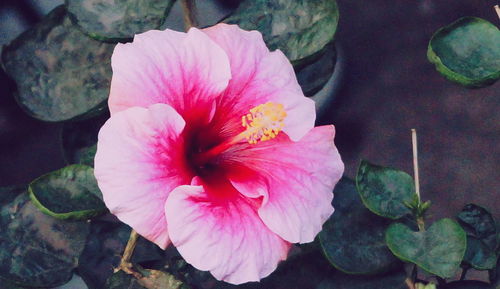 Close-up of pink flower blooming outdoors