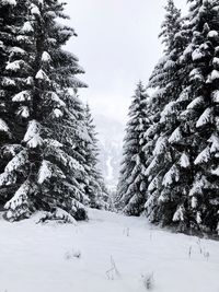Pine trees on snow covered field against sky