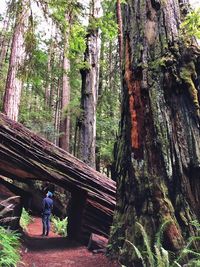 Man amidst trees in forest