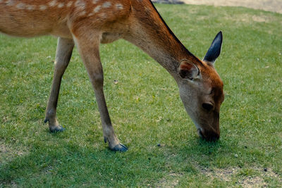 animal