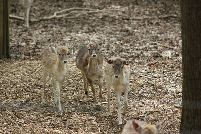 Sheep in a field