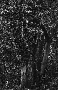Trees in forest