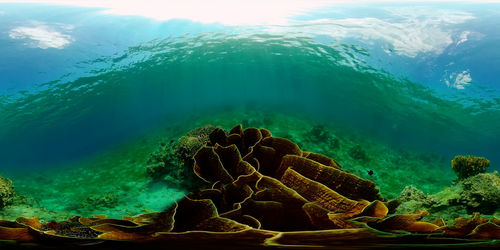 View of coral swimming in sea