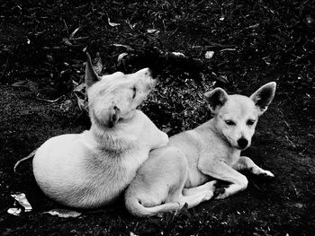 Two dogs sitting on field