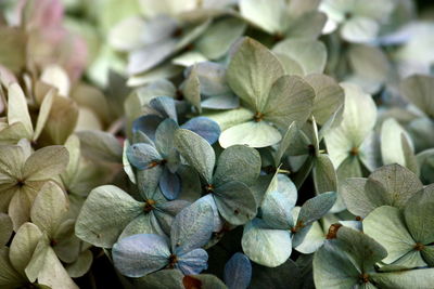 Full frame shot of leaves