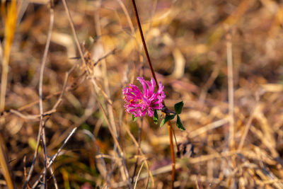 Close-up of pink flower on field