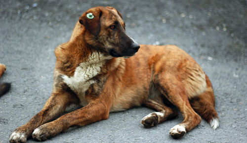 Close-up of dog sitting outdoors