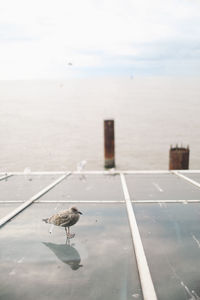 Birds by sea against sky