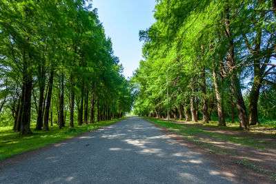 Road amidst trees in forest against sky