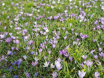 Close-up of purple crocus flowers on field