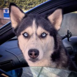 Close-up portrait of dog
