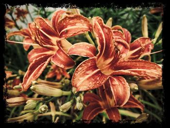 Close-up of day lily blooming outdoors