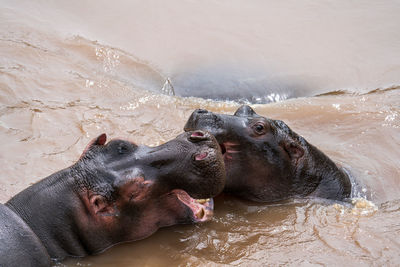 The common hippopotamus  hippo lying in water