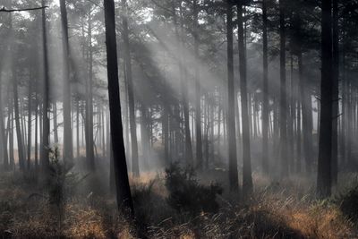 Trees in forest during foggy weather