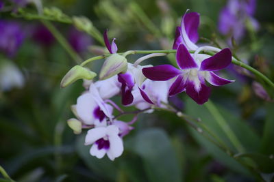 Close-up of purple flowering plant