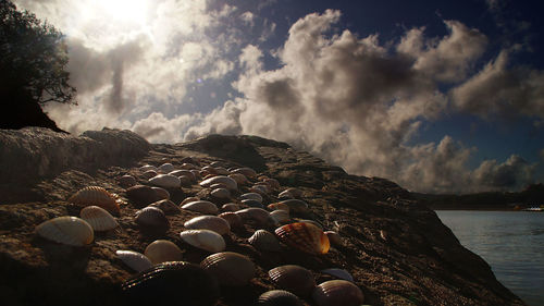 Shells on rock by sea against cloudy sky