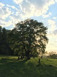 Trees on field against sky