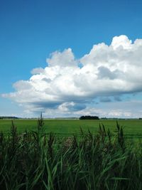 Scenic view of agricultural field against sky