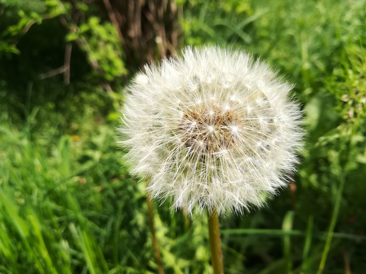 plant, flower, flowering plant, dandelion, fragility, freshness, vulnerability, growth, beauty in nature, close-up, nature, focus on foreground, white color, no people, softness, inflorescence, flower head, field, day, green color, outdoors, dandelion seed