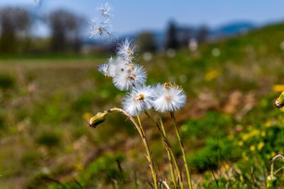 Close-up of white dandelion flower on field