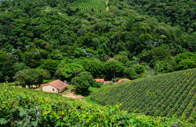 Scenic view of agricultural field